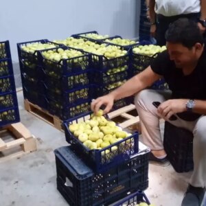 mut beyazi inciri ihracatta h271dd2p