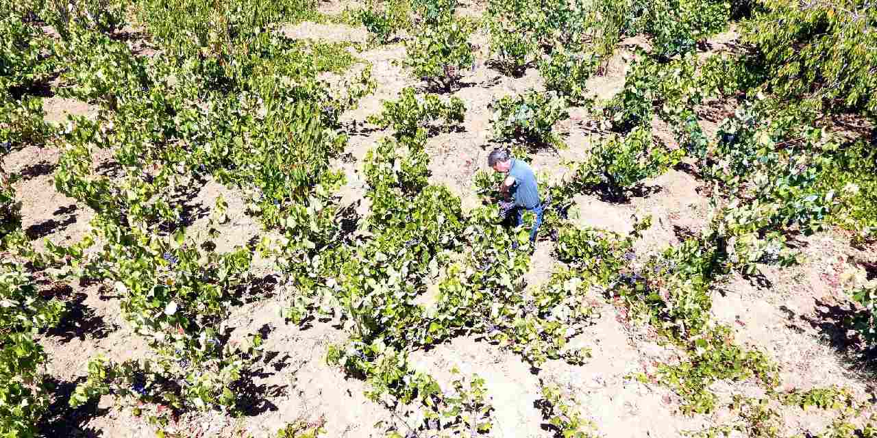 kuraklik uzumu vurdu gecti 5SGCYF9d