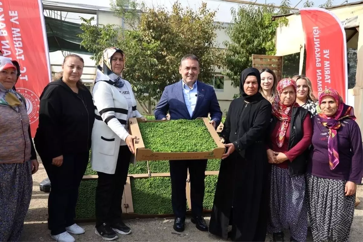 bilecikte marul fidesi dagitimi gerceklesti VdN175Mi.jpg