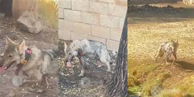 vanda kurdu zincirle baglayan sahsa 81 bin 355 tl para cezasi 8J5PJwdJ.jpg