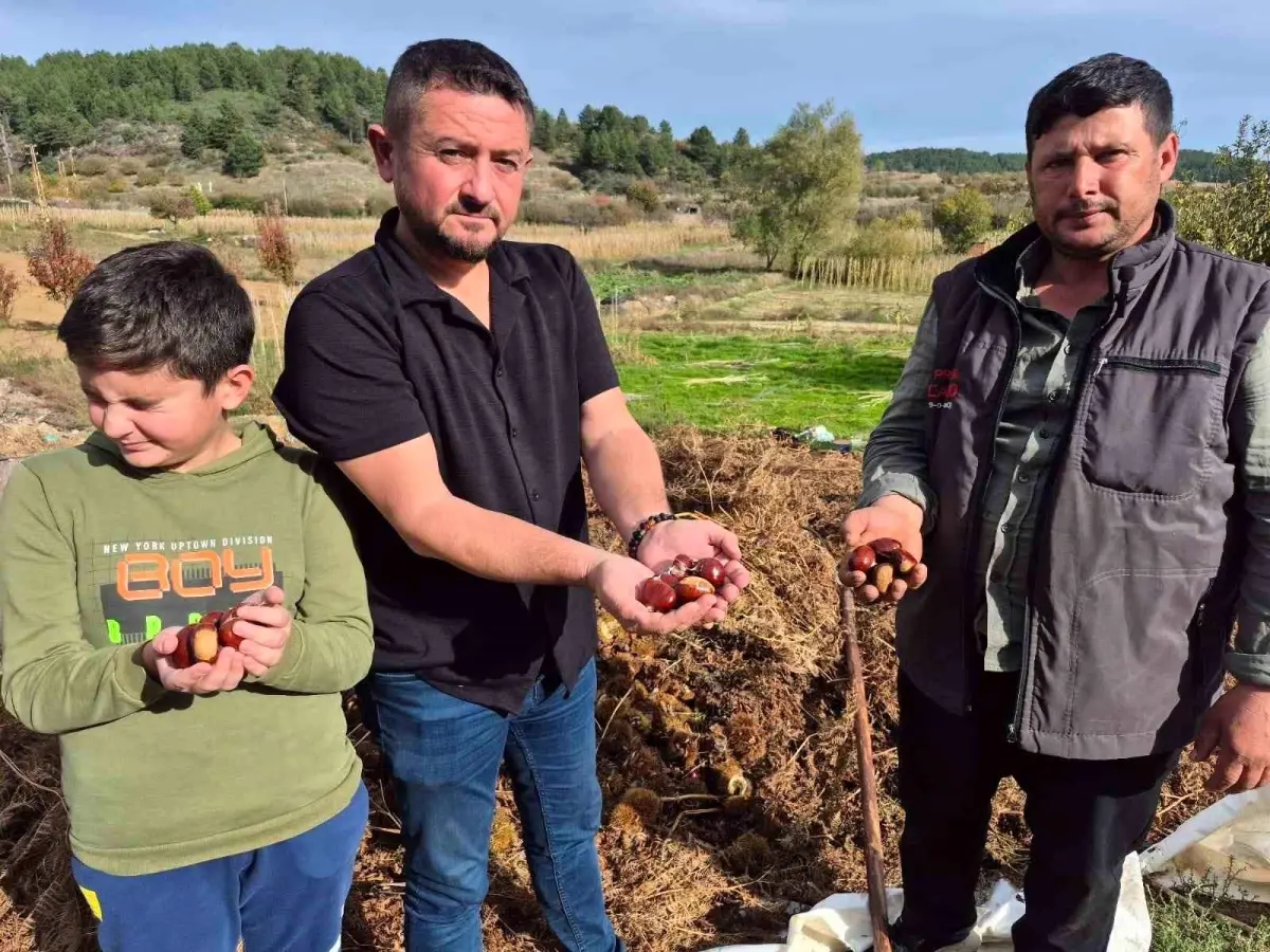 buldanda kestane hasadi basladi phYzCzrA.jpg