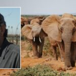 Fillerin Saldırısına Uğrayan Avcı İş İnsanı Hayatını Kaybetti