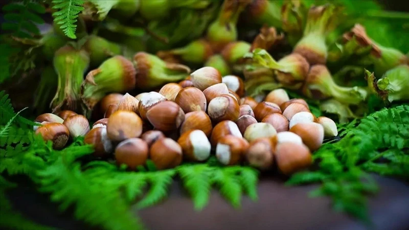 Giresun Yağlı Fındığı ve Kısırlık Üzerine Yapılan Önemli Araştırma